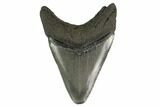 Fossil Megalodon Tooth - Serrated Blade #130802-1